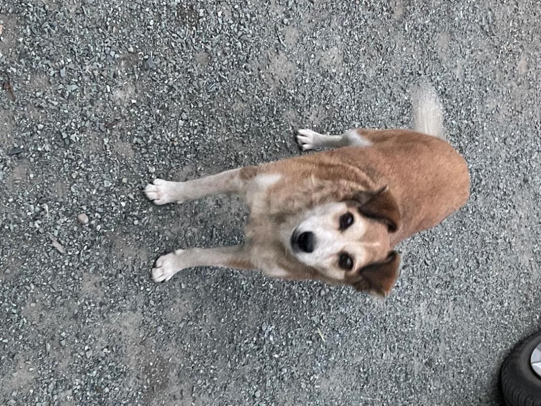 Пропала собака Алиса частный сектор по улице Каслинской (ОЗТП)
Несколько человек видели Алису в 7м - Орск