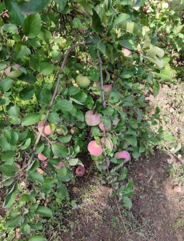 Продам садовый участок,12 соток, район Турбаза уральская деревня,есть домик 3/4 , много плодовых дер - Орск