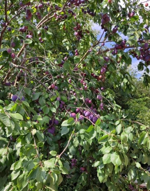 Продам садовый участок,12 соток, район Турбаза уральская деревня,есть домик 3/4 , много плодовых дер - Орск