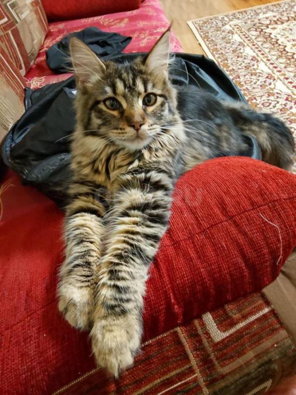 Кошка Майя ищет себе настоящего хозяина. - Орск