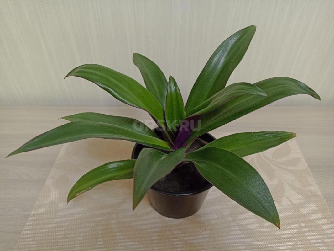 Продам Комнатные цветы, в уходе неприхотливые:
1. - Орск