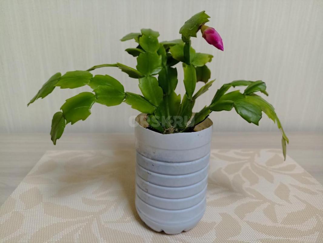 Продам Комнатные цветы, в уходе неприхотливые:
1. - Орск