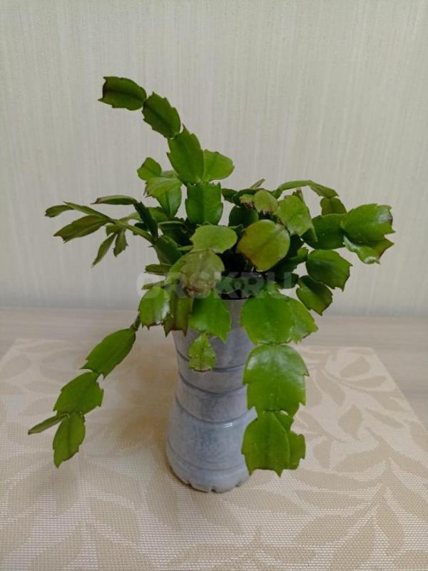 Продам Комнатные цветы, в уходе неприхотливые:
1. - Орск