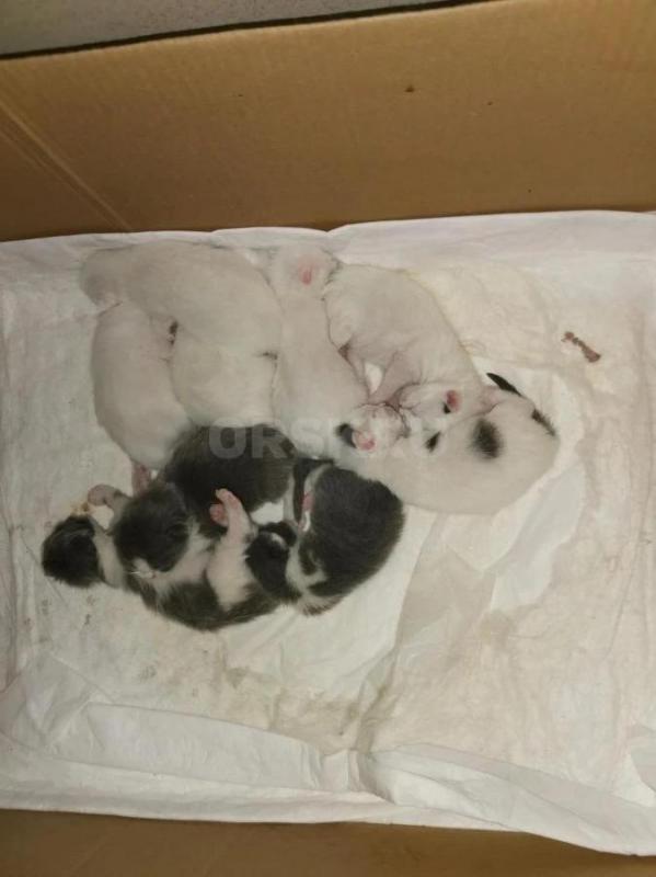 Отдам даром белых и бело-серых котят в добрые руки. - Кувандык