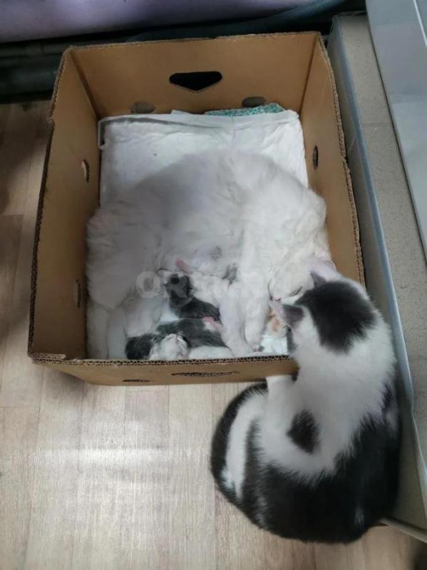 Отдам даром белых и бело-серых котят в добрые руки. - Кувандык