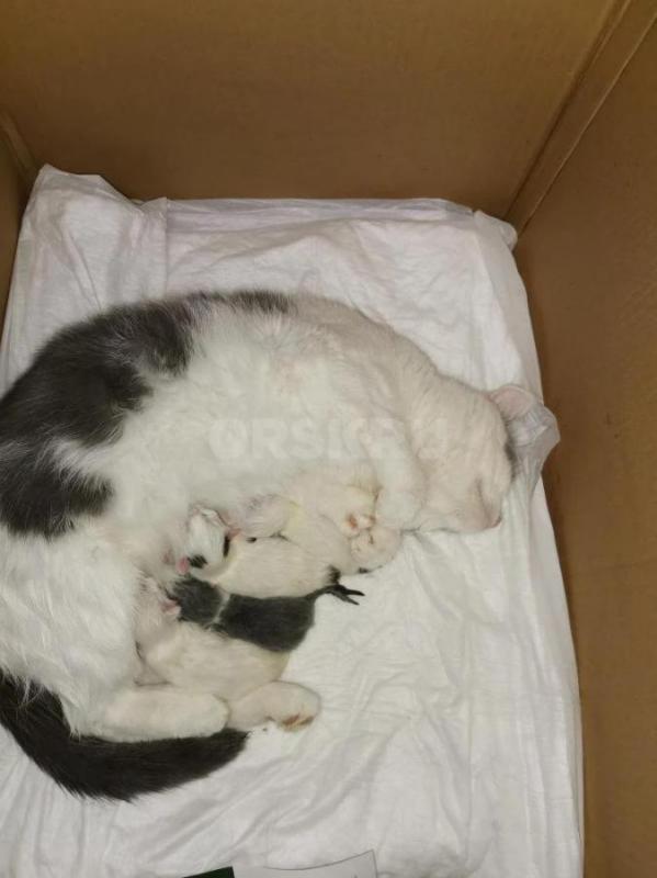 Отдам даром белых и бело-серых котят в добрые руки. - Кувандык