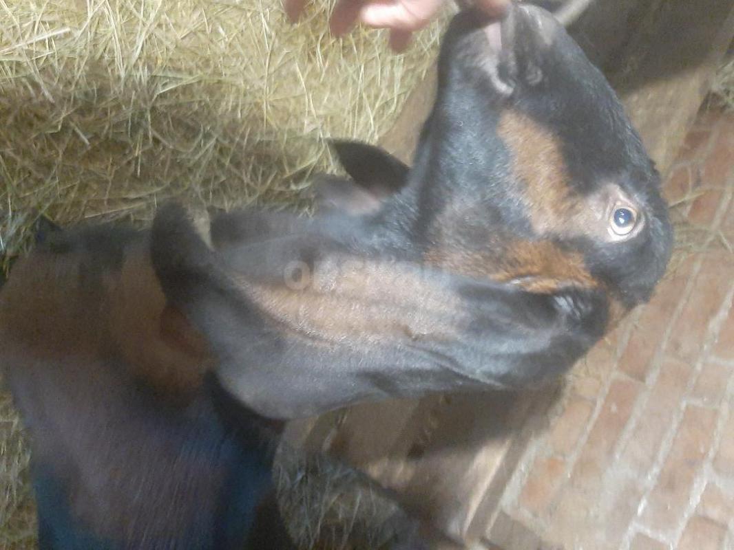 Козы Нубо-камори и нубийская  под покрытие, Два и три года, доились  долго, молоко  наивкуснейшее - Орск