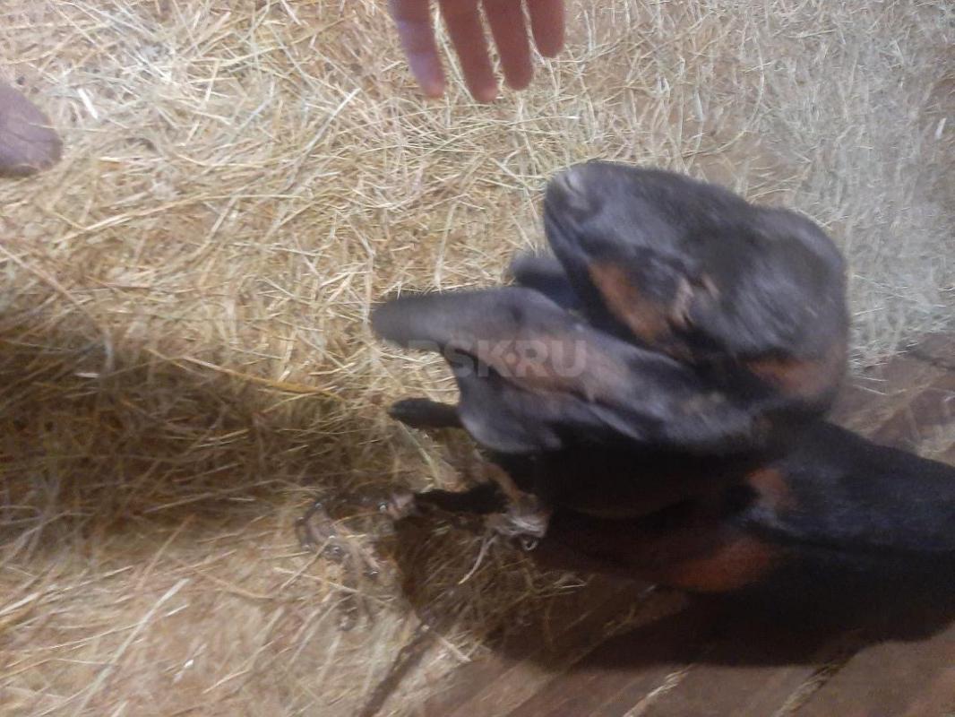 Козы Нубо-камори и нубийская  под покрытие, Два и три года, доились  долго, молоко  наивкуснейшее - Орск