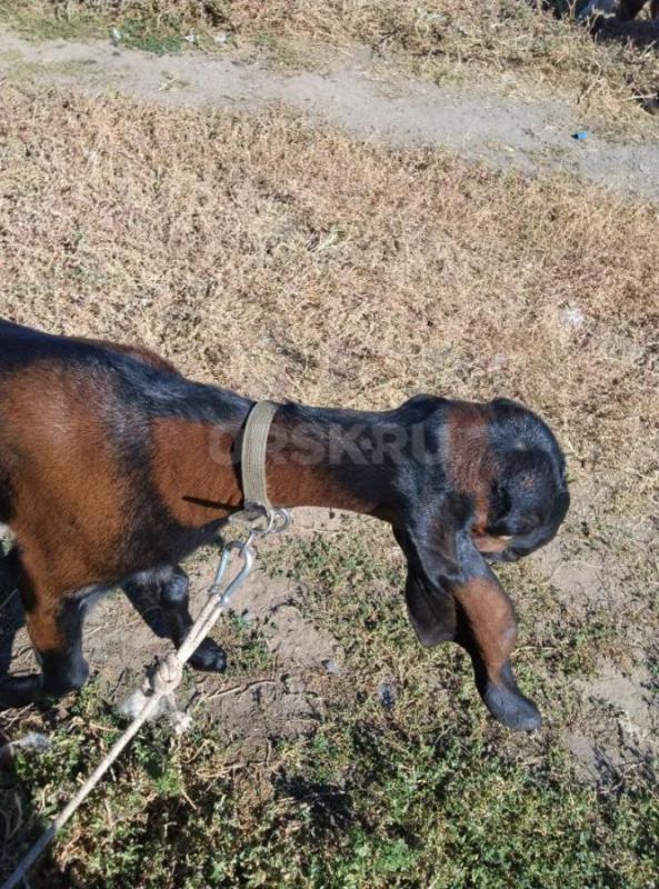 Козы Нубо-камори и нубийская  под покрытие, Два и три года, доились  долго, молоко  наивкуснейшее - Орск