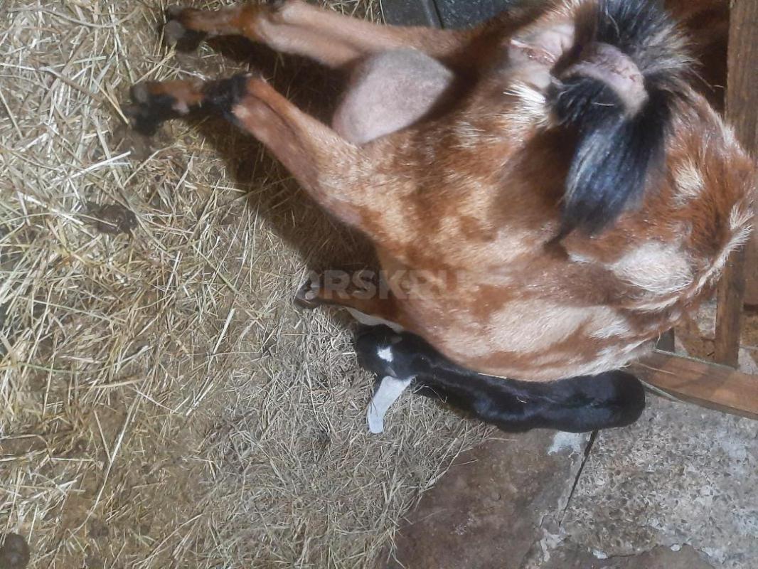 Козы Нубо-камори и нубийская  под покрытие, Два и три года, доились  долго, молоко  наивкуснейшее - Орск