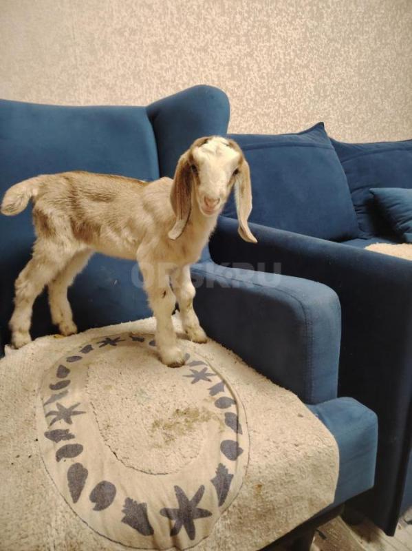 Продам козликов и козочек на племя . - Орск