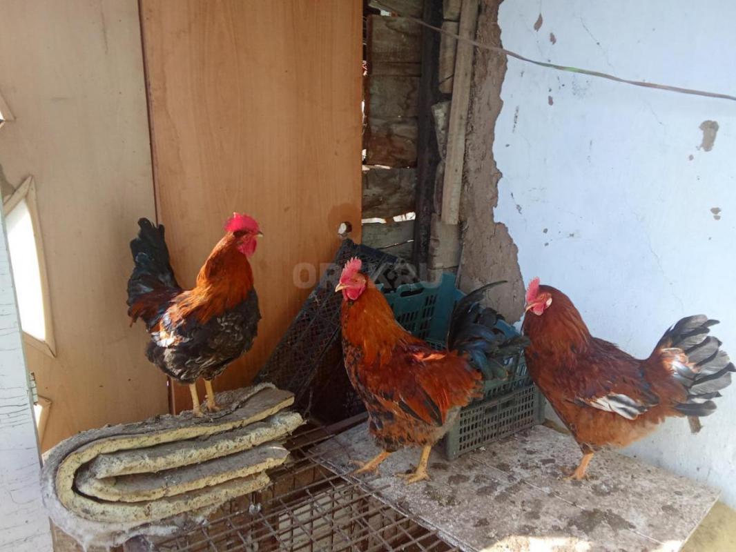 Продам супер активных петушков - Орск
