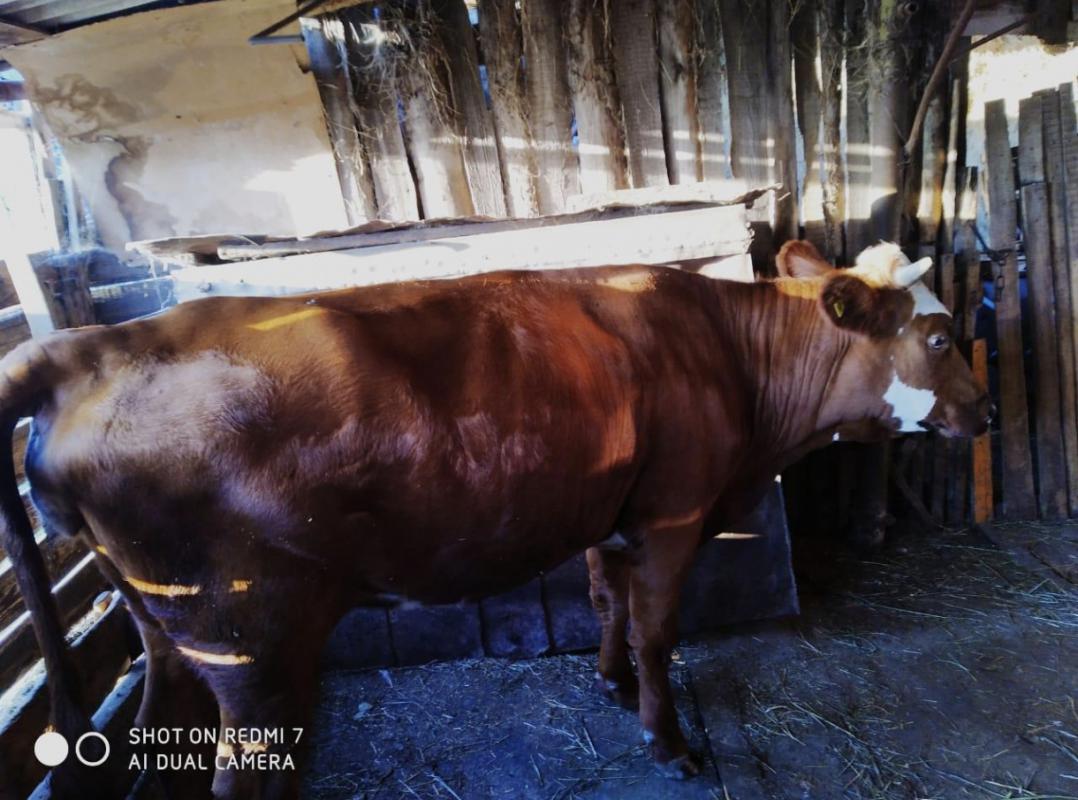 Продам корову стельную -третий отел. 120 000 Звонить 8905 886 16 02 или 8 3537 649400 - Новотроицк