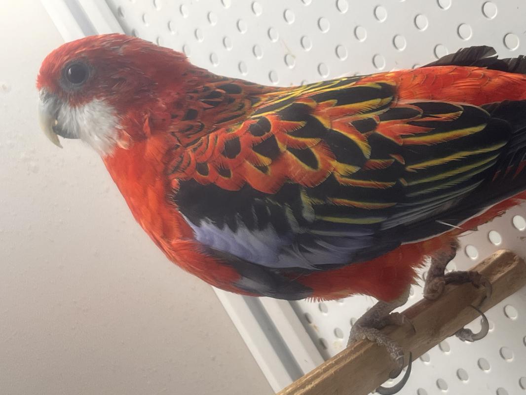 Попугаи Розелла красная - Гай