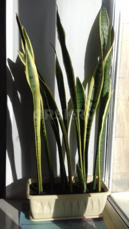 Продам комнатный цветок &amp;quot;Георгий победоносец&amp;quot;, &amp;quot;Девичий виног - Орск