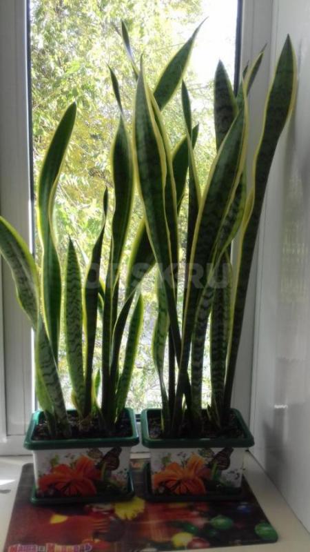 Продам комнатный цветок &amp;quot;Георгий победоносец&amp;quot;, &amp;quot;Девичий виног - Орск