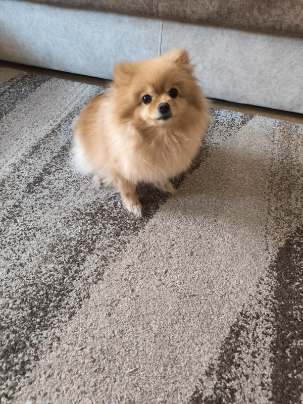 Продам ласковую,игривую девочку,породы Немецкий миниатюрный шпиц,16.06.2022г. - Новотроицк