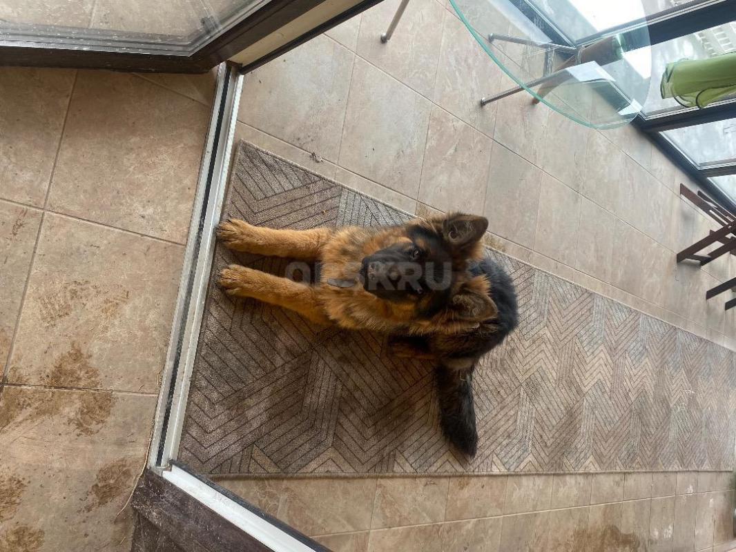 Пропали две собаки овчарки 3 г (мальчик) и 7м (девочка) . - Орск