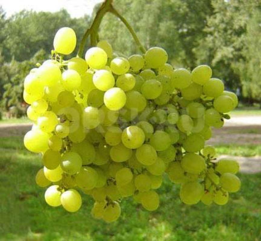 Мы не участвуем в гонке цен и сохраняем прежние цены на свой основной ассортимент. - Орск