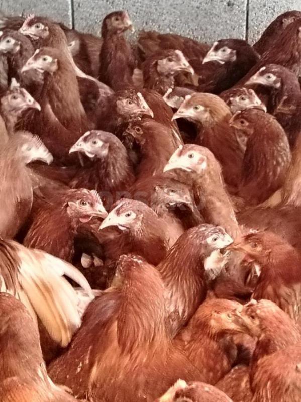 Продам курей несушек 5,5 месяцев Ломан Браун, начинают нестись. - Орск
