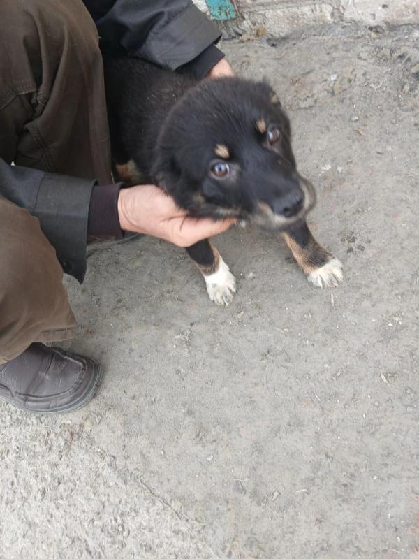 Отдадим даром щенков,3 мальчика и 2 девочки. - Новотроицк