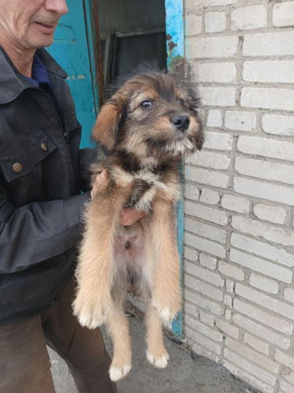 Отдадим даром щенков,3 мальчика и 2 девочки. - Новотроицк