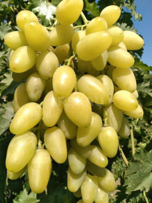 Саженцы лучших сортов винограда ,проверенных в условиях г. - Орск