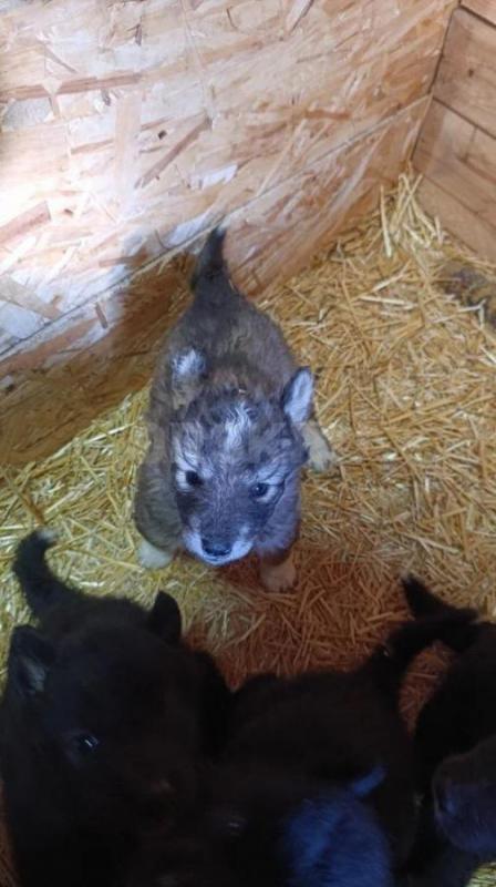 •	Продаются уникальные щенки волкособа. - Орск