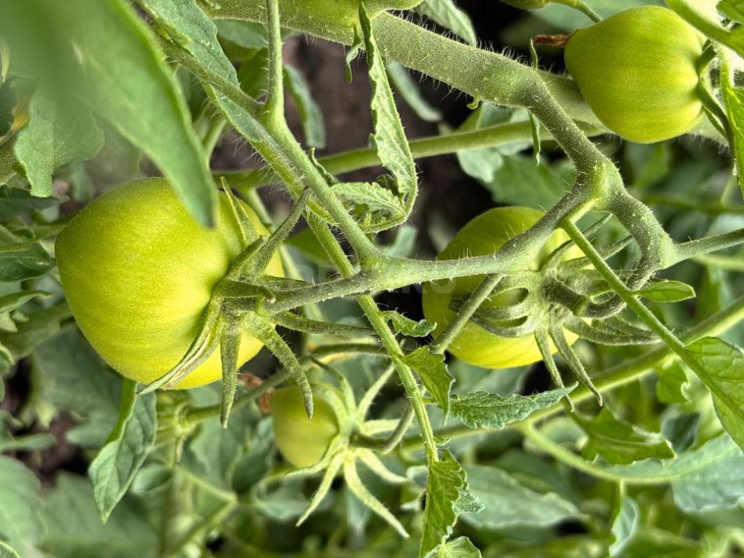 Продаю земельный участок с собственной скважиной, участок в собственности, находится в СНТ НИВА, в ч - Орск