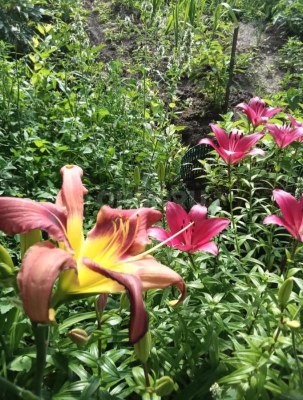 Продается сад вашей мечты: 6 соток уюта и богатого урожая! - Орск