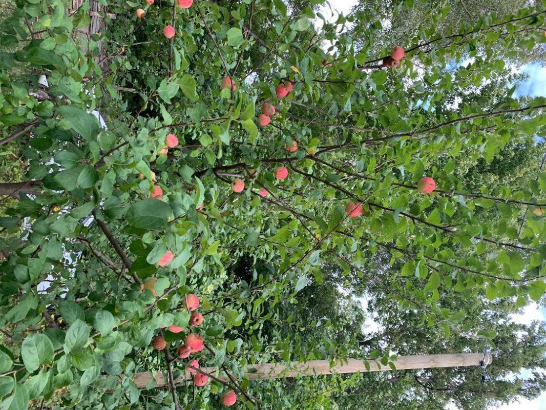 Продам сад 6 соток. - Орск