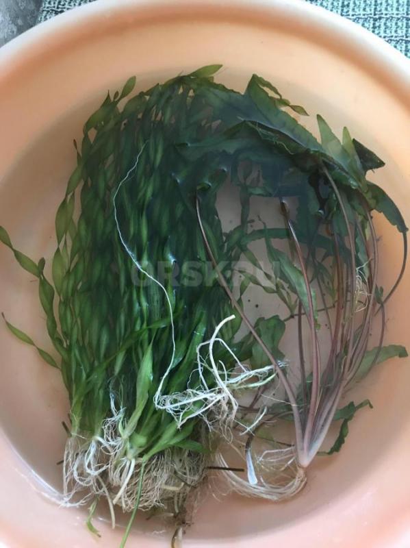 Валлиснерия аквариумная трава 50шт - Орск