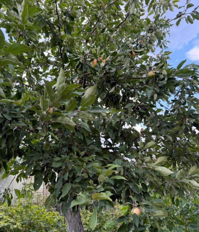 Продам сад остановка 2-я садовая СНТ № 2, ул. - Орск