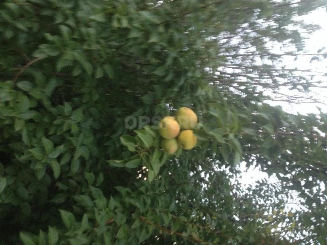 Продам
Cад огород в общ.;УРОЖАЙ ОЗТП 7 мкр.. - Орск