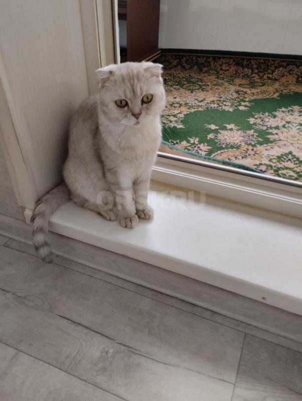 Найдена кошечка британской породы во дворе дома ул. - Орск