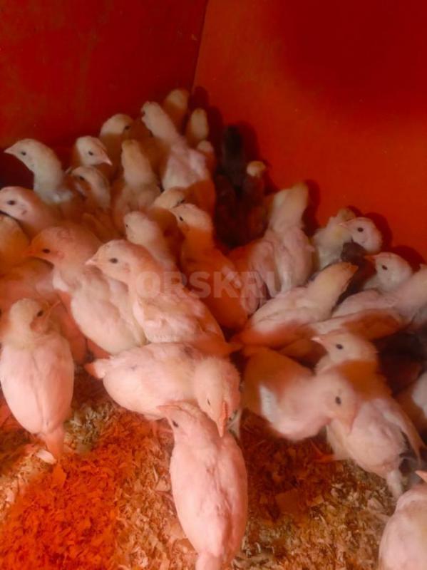 Продам цыплят. - Орск
