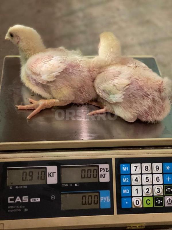 Началась  реализация суточных и подрощенных цыплят бройлера  Кобб -500, Арбор-Айкрес, Росс-308. - Орск