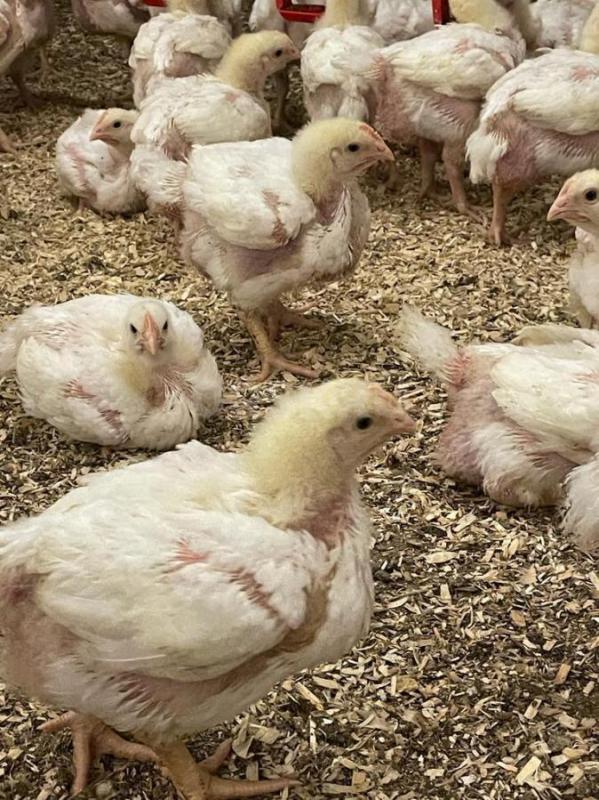 Началась  реализация суточных и подрощенных цыплят бройлера  Кобб -500, Арбор-Айкрес, Росс-308. - Орск