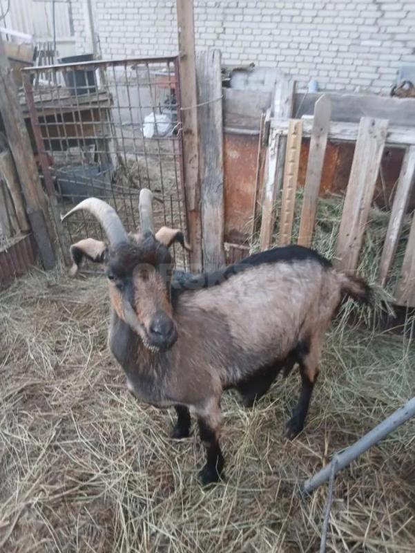 Продам козу дойную, 3 года, молоко вкусное, не пахнет - Орск