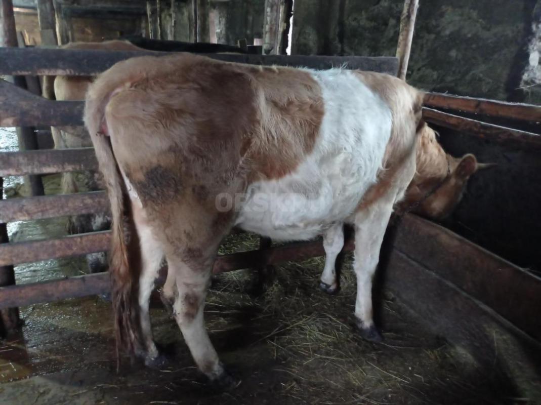 2 коровы дойные. - Орск