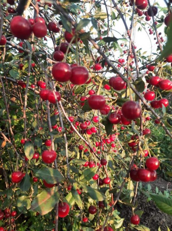 Продам сад 6 соток СНТ «ЮУМЗ N5” вторая улица. - Орск