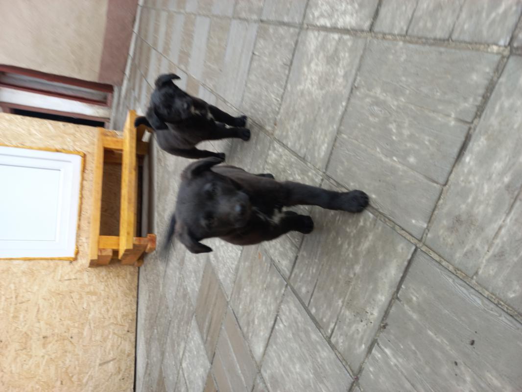 Отдам щенков 2 месяца, две девочки чёрного окраса с белым пятнышком. - Гай