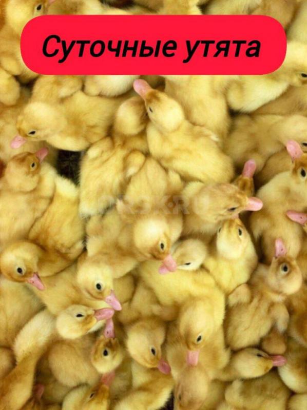 Компания "Феникс " реализует суточный и подрощенный молодняк птицы:

 Бройлерные - Орск
