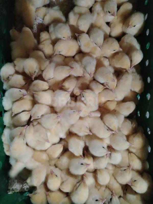 Компания "Феникс " реализует суточный и подрощенный молодняк птицы:

 Бройлерные - Орск