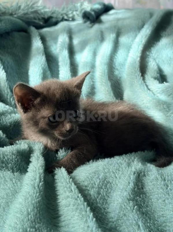 Отдам котят в добрые руки. - Орск