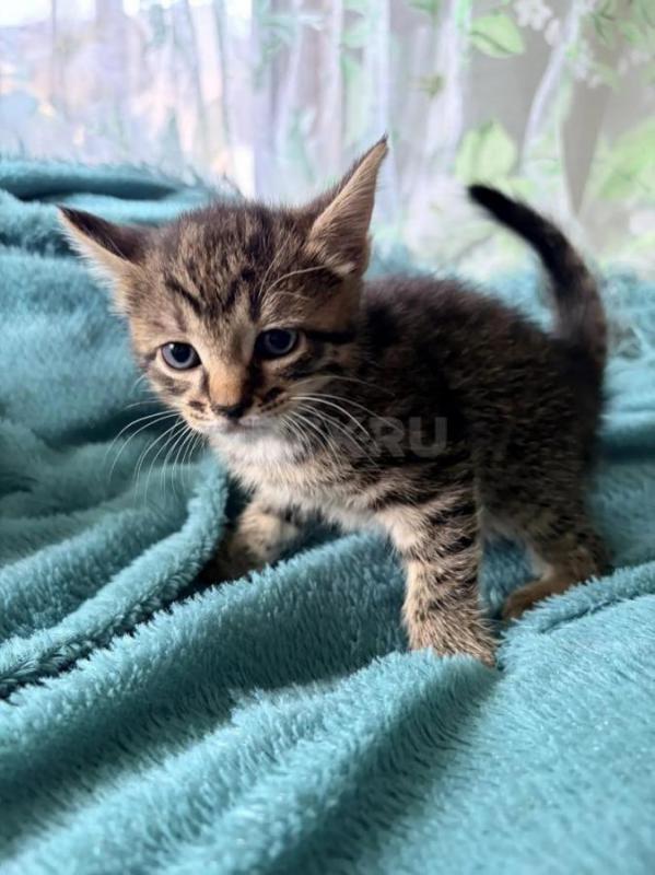 Отдам котят в добрые руки. - Орск