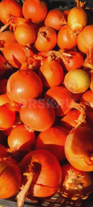 продам излишки с огорода свекла морковь  есть все по 1 мешку капуста есть еще  ЛУК   за кг - Орск