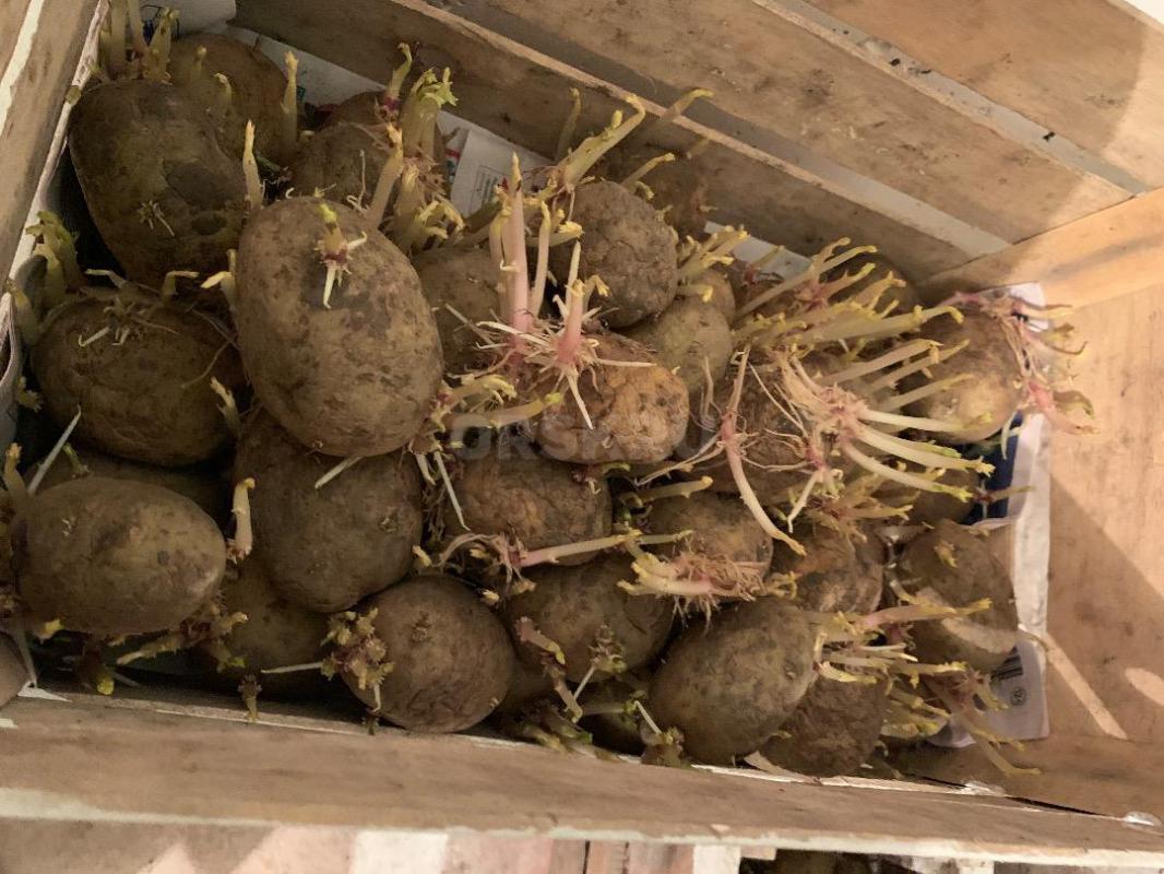 Семенной каптофель-250рублей/ ведро - Орск