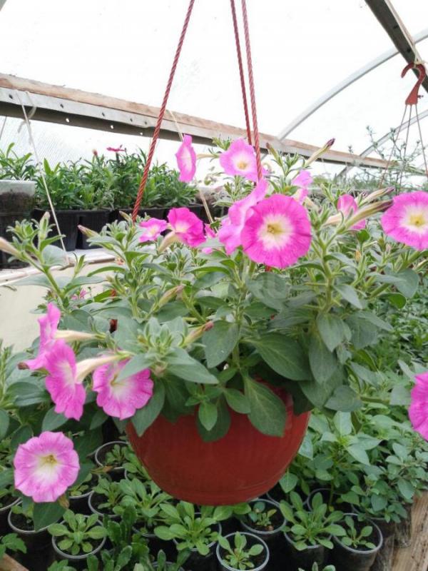 Продам цветочный рассаду и овощную в ассортименте. - Орск