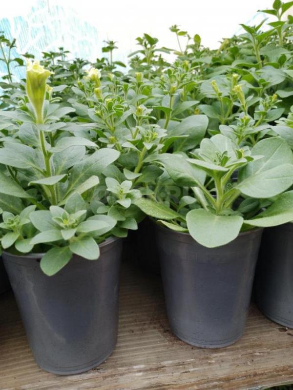 Продам цветочный рассаду и овощную в ассортименте. - Орск